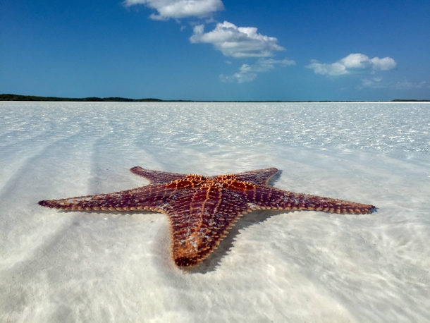 Starfish on a sandbar in Exuma Bahamas 