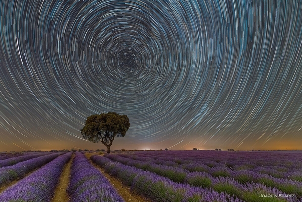 Stars trails tracked around the North Star Polaris over a lavender field  Photo by Joaqun Surez