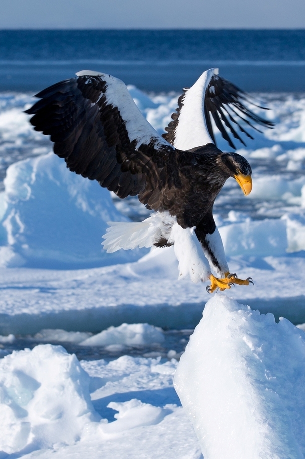 Stellers Sea Eagle 