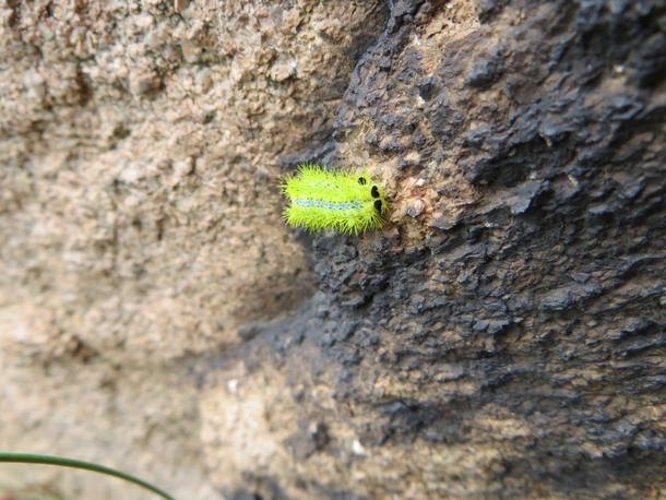 Stinging Nettle Slug Moth caterpillar Qingdao China 