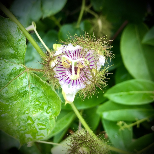 Stinking passionflower coming out of its sheath Passiflora foetida 