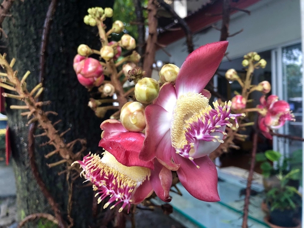 Strange and beautiful blooms of the cannonball tree Chiang Mai Thailand