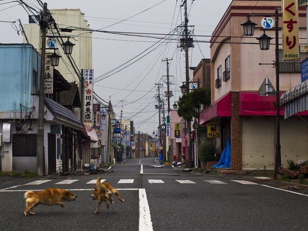 Stray dogs fight in the deserted streets of Okuma Japan Near Fukushima 