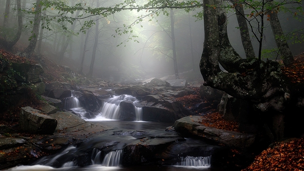 stream in a foggy forestxpost rfoggypics photo by Manuel Daneri
