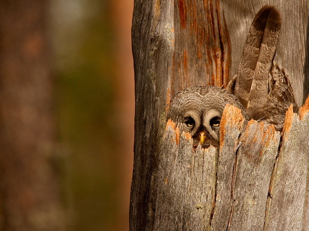 Strix nebulosa the Great Gray Owl sits perfectly camouflaged inside a tree protecting its nest  photographed by Mauro Mozzarelli
