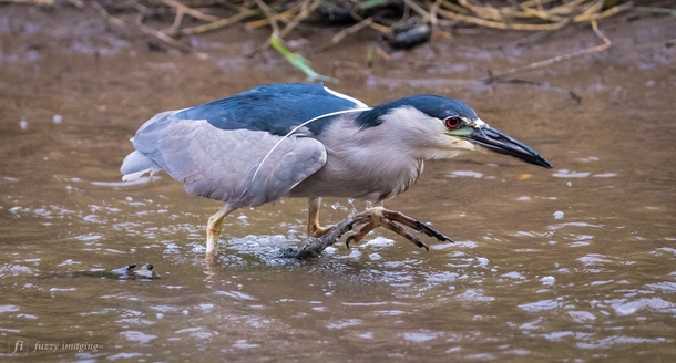 Strolling for Fish - A Black-crowned Night Heron looks for lunch 