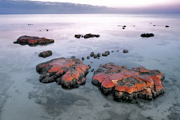 Stromatolites at low tide Hamelin Pool Shark Bay World Heritage Area Western Australia 