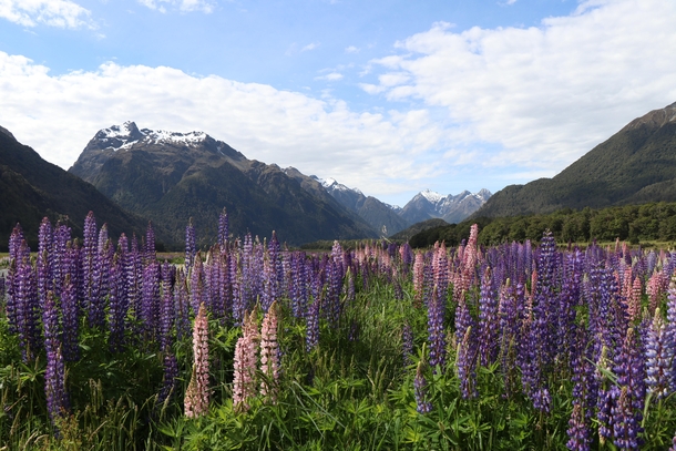 Stumbled across the lupine bloom South Island New Zealand 