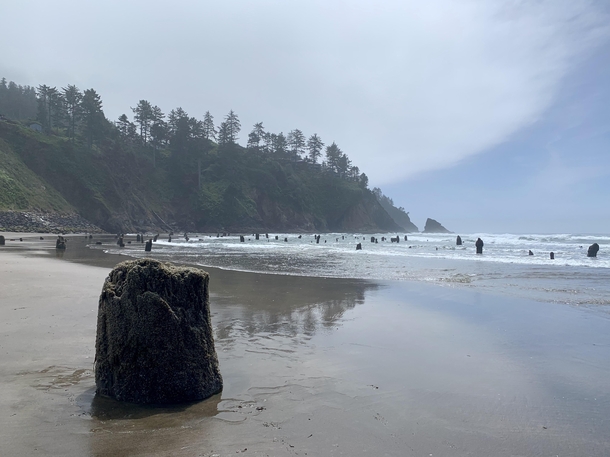 Stumps from a  year-old ancient forest Off the Coast of Neskowin Oregon 