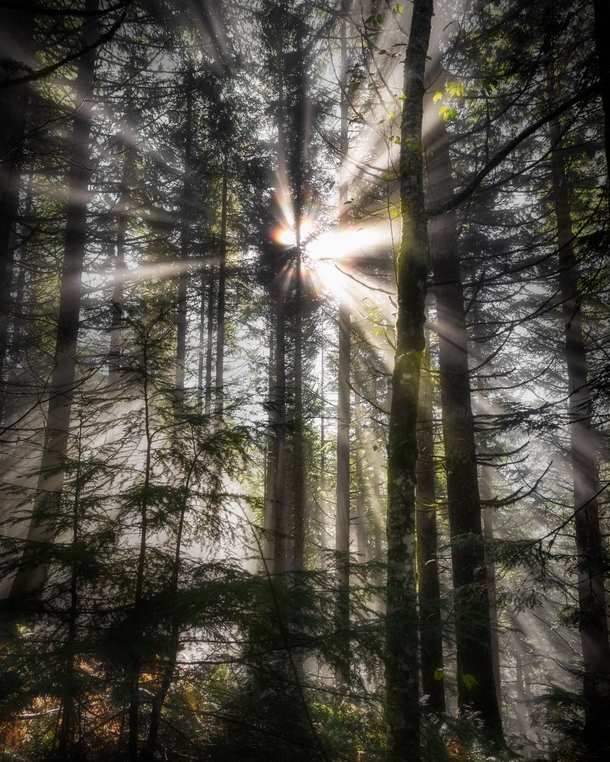 Stunned by these magical beams in the forest Alpine Lakes Wilderness WA 