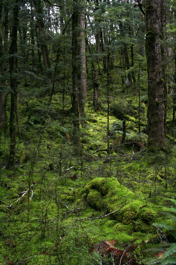 Sub Alpine Forest of New Zealands South Island Kepler Track    