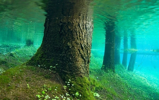 Submerged Forest X-post from rPics 