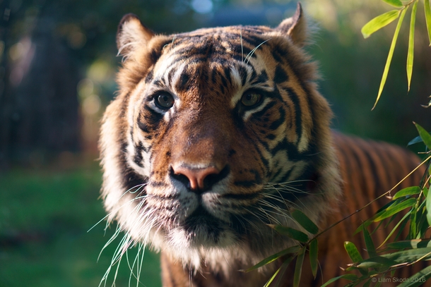 Sumatran tiger Panthera tigris sumatrae Perth Zoo 