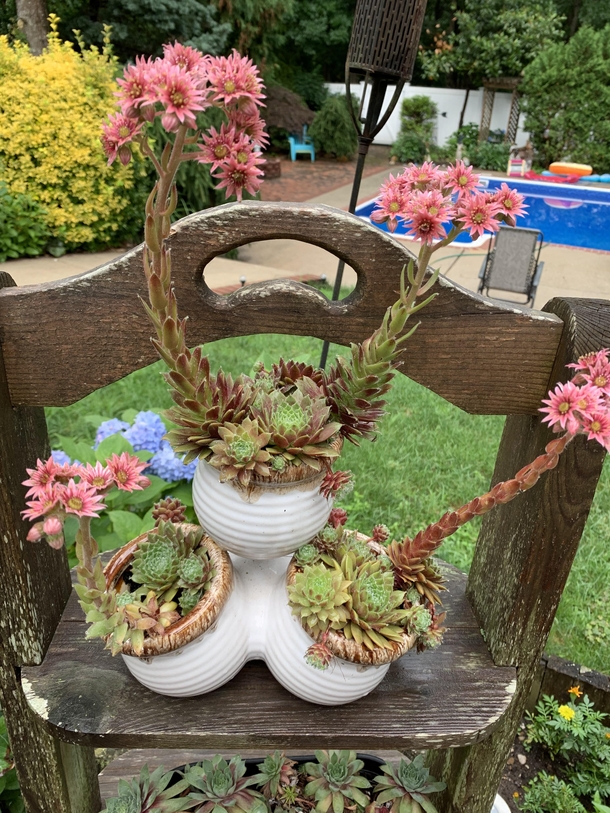 Summer  Patio Succulents blooming Hens amp Chicks