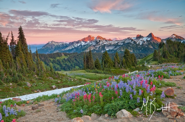 Summers Bloom - Paradise Mount Rainier National Park  photo by Michael Burkhardt