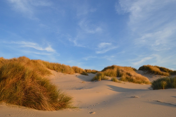 Sun kissed sand dunes on the Oregon Coast 