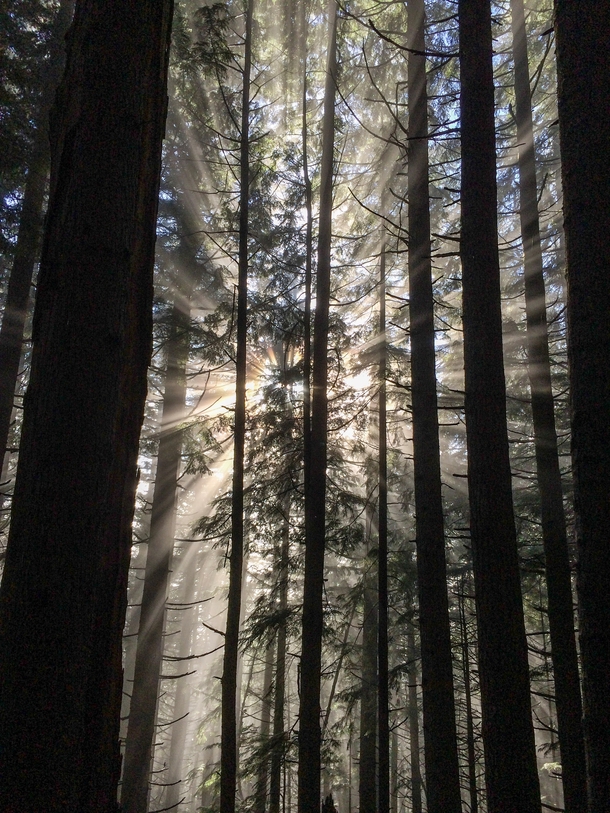 Sun rays through the trees Hurricane Ridge Seattle WA 