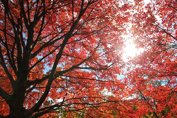 Sun shining through beautiful fall foliage - Amberley Village OH USA - 