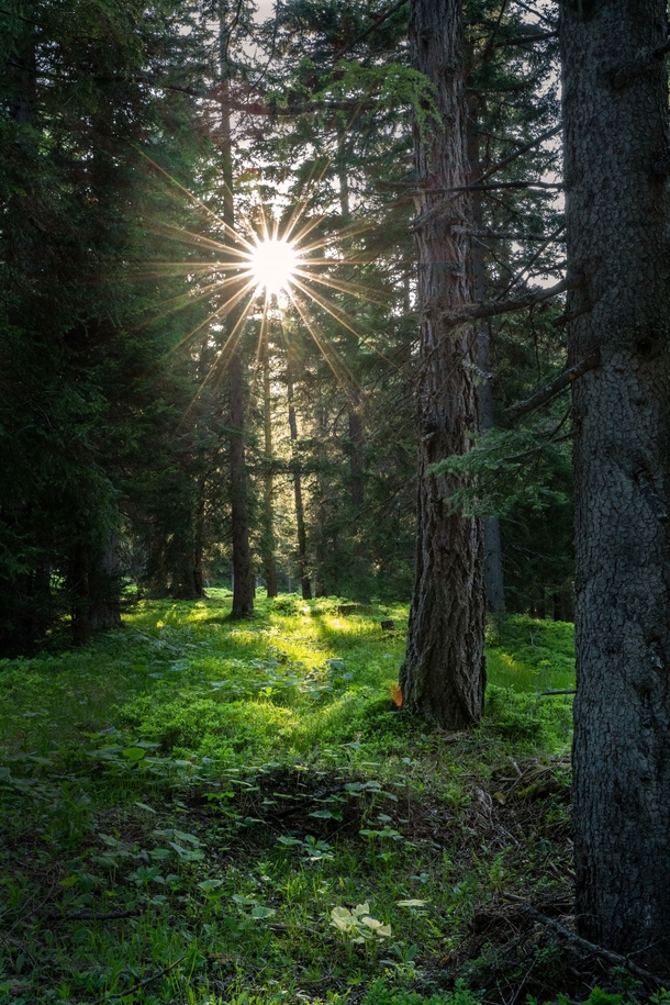 Sun shining through in an Austrian forest OC 