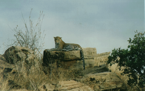 Sunbathing Leopard 