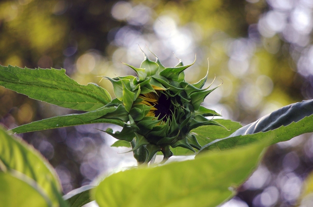 Sunflower bud opening Helianthus annuus 