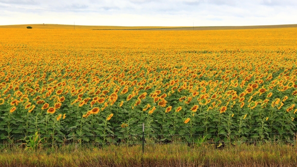 Sunflower fields off I- South Dakota approaching Rapid City 