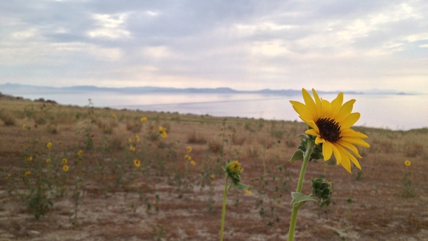 Sunflower overlooking the Great Salt Lake 