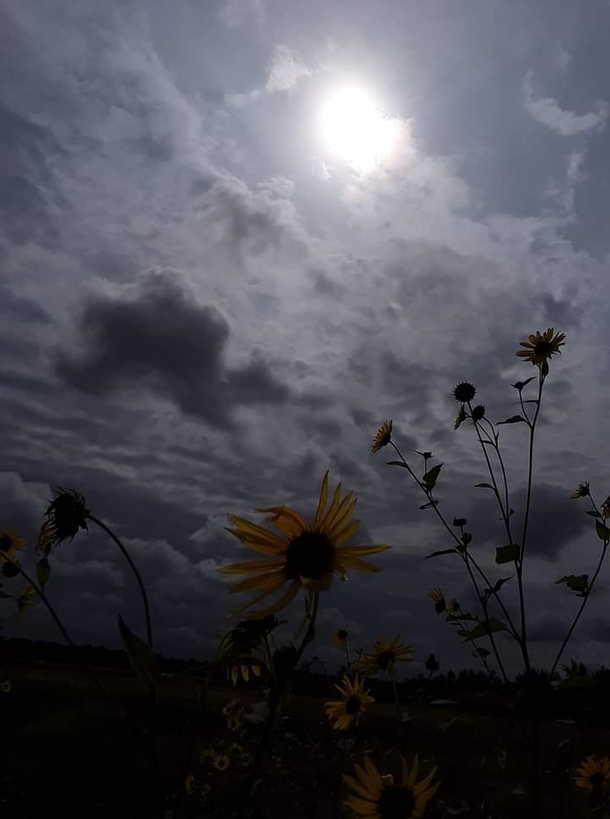 Sunflower South Dakota 