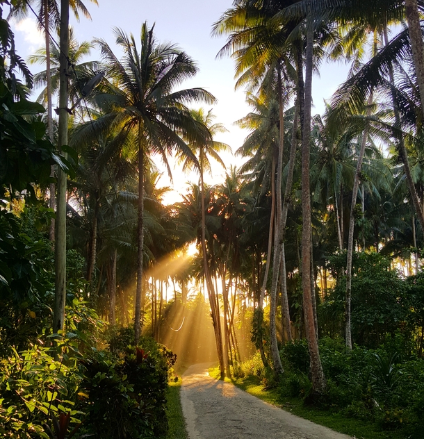 Sunlight through the coconut trees New Ireland Province PNG 