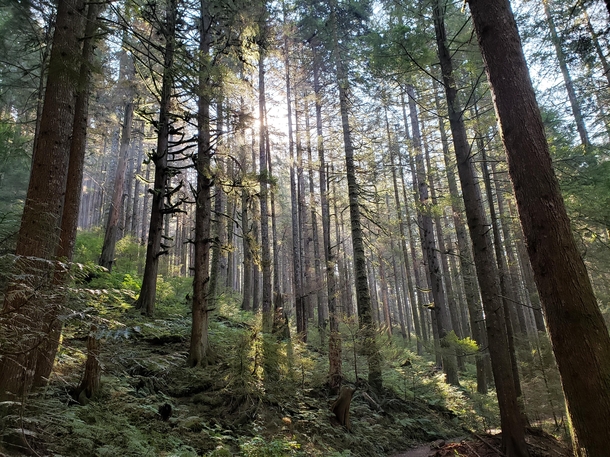 Sunlight through the trees BC Canada 