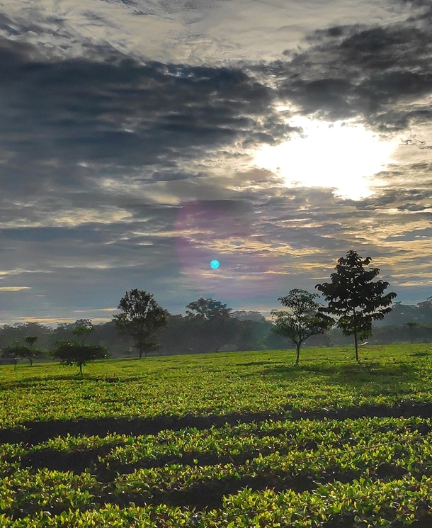 Sunrise and Moonset over the Tea plantations of Dibrugarh Assam India 