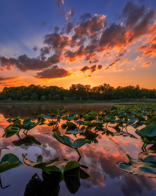Sunset at Bath Nature Preserve Ohio 