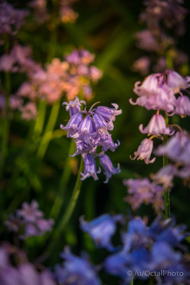 Sunset Bluebell  x-post rSpringPorn