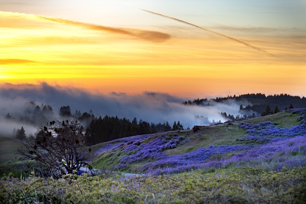 Sunset during rare lupine bloom in Bald Hills Humboldt County California 