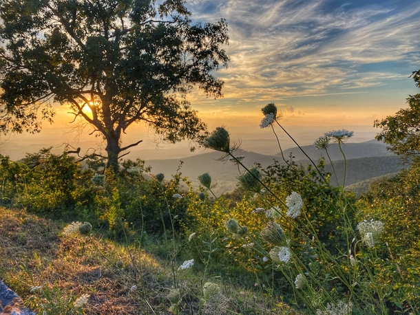 Sunset Hunting in the Shenandoah National Park Virginia  IG juliend