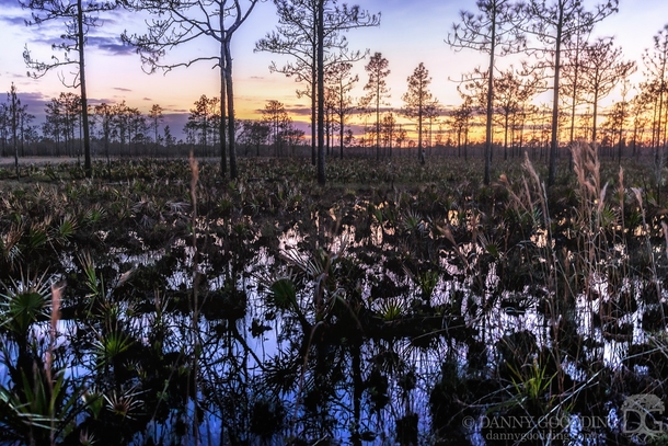 Sunset in a flooded pine flatwoods about a month after a fire swept through in central Florida 