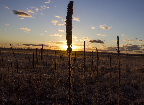 Sunset on a Missouri Prairie