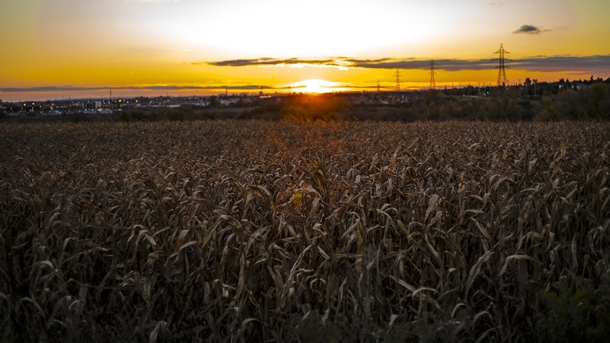 Sunset over a corn field in Oshawa Ontario Canada 