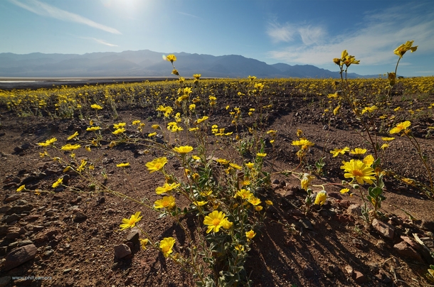 Super bloom Death ValleyCA covered in flowers 