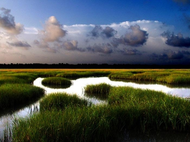 Swamp Grass East Galveston Bay Texas 