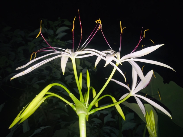 Swamp-lily  Botanical name  Crinum americanum