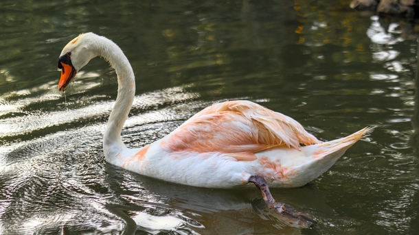 Swan in lake Birkirkara Malta 