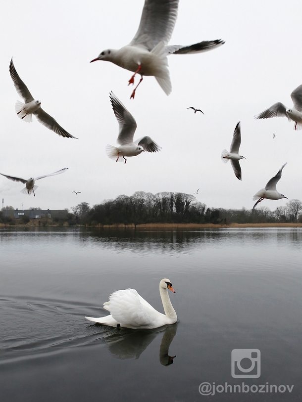Swan Lake Copenhagen 