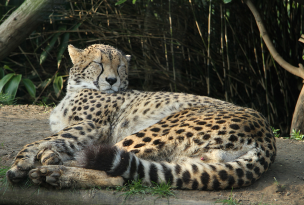 Sweet Dreams - Cheetah Acinonyx jubatus 