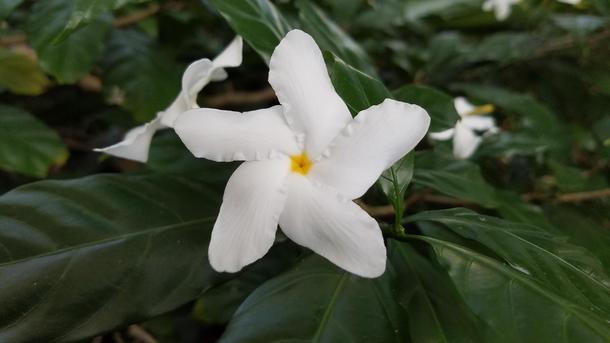 Tabernaemontana divaricata pinwheel flower 