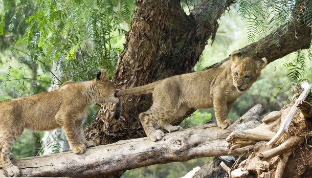 Tail Pull Lion Cubs Panthera leo 