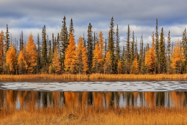 Taken in the NorthWest Territories Canada along the side of the road on my way to Yellowknife last fall 