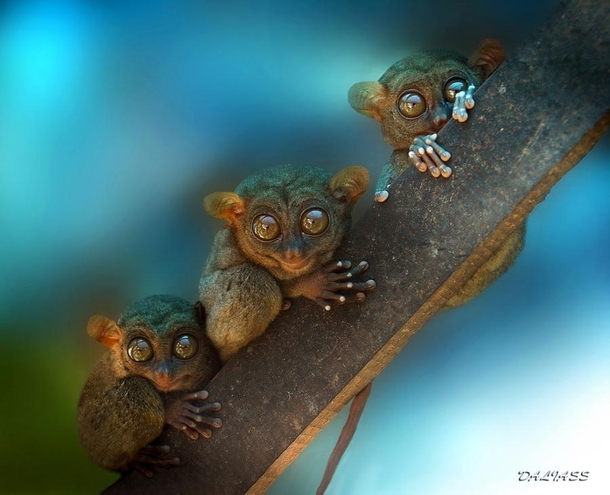 Tarsiers chilling on a branch 