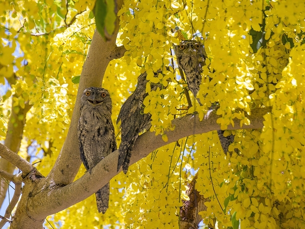 Tawny Frogmouths perched in a tree in Queensland Australia Photo by Malcolm C 