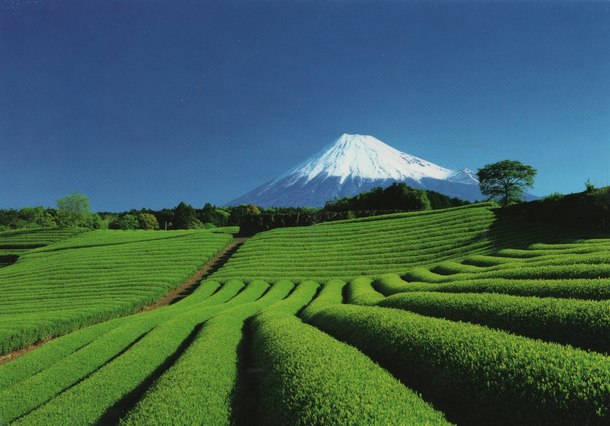 Tea fields with a majestic view of Mt Fuji Japan 